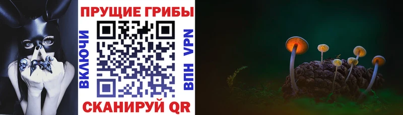 Псилоцибиновые грибы мухоморы  где купить наркоту  Клинцы 